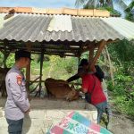 Cegah Wabah PMK, Bhabinkamtibmas Fajar Indah Polsek Payung Lakukan Pengecekan dan Deteksi Dini Hewan Ternak Warga Desa Binaan